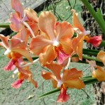 Velthuis Joe X Kultana gold Flowering Size